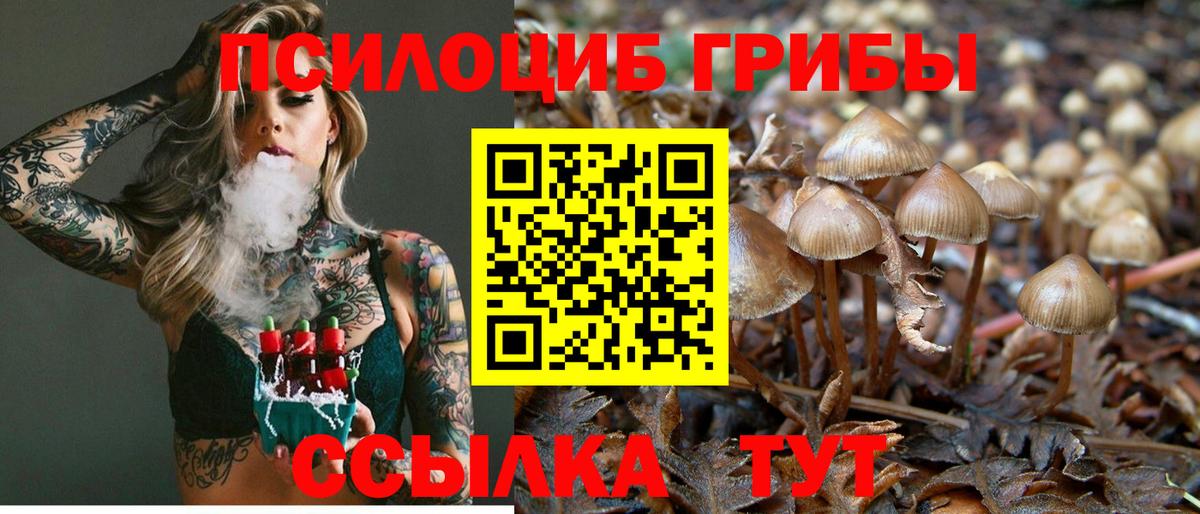 Псилоцибиновые грибы Psilocybe Карпинск